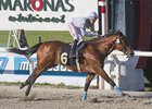 Group 1 winner El Abanderado at Hipódromo Nacional de Maroñas