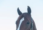 Promises Fulfilled at Gulfstream Park