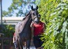 Lot 141, a filly by Spirit of Boom out of Regal Tier, brought the highest-priced lot in the history of the Gold Coast March yearling sale