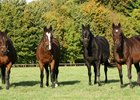 Hasili and her group 1-winning daughters: (L-R) Banks Hill, Hasili, Heat Haze, and Intercontinental