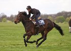 Gronkowski gallops at the 2017 Tattersalls Craven breeze-up sale