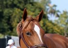 An Orb filly consigned as Hip 54 at the Fasig-Tipton Gulfstream sale