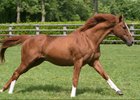 Trempolino at Haras du Mezeray
