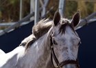 A Tapit filly consigned by Cary Frommer as Hip 150 at the Fasig-Tipton Gulfstream sale