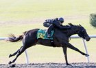 Shang Shang Shang was consigned as Hip 132 to the OBS March Sale in Ocala, Fla.