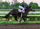 Always Dreaming in his final comeback work March 24 at Palm Beach Downs