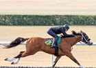 A colt from the first crop of Goldencents breezes a quarter-mile in :20 1/5 at the Ocala Breeders' Sales under tack breeze show