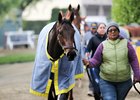 Dream Tree at Santa Anita Park