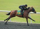 Hip 936, a colt by first-crop sire Shakin It Up, equaled the fastest quarter-mile breeze in :21 3/5