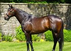 Magician at Ashford Stud