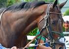 Bolt d'Oro, one of three Kentucky Derby contenders bred by WinStar Farm, ahead of the Santa Anita Derby