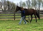 Green Mask at Park Equine Hospital