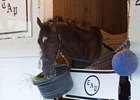 Always Dreaming enjoys a snack in his stall April 29 at Churchill Downs
