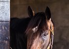 Noble Indy, by leading second-crop sire Take Charge Indy