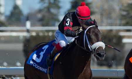 Toronto Ont.April 22, 2018.Woodbine Racetrack,Queenston Stakes. Silent Sting ridden by Jockey Luis Contreras, captures the $125,000 dollar Queenston Stakes at Woodbine.Silent Sting is owned by Stronach Stables and trainer Sid Attard. michael burns photo $97,900
