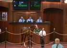 Hip 726 is a homebred Giant's Causeway colt that Off the Hook sold to Phoenix Thoroughbreds for $625,000