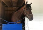 G M B Racing's Lone Sailor at Churchill Downs