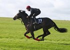 A Scat Daddy colt consigned as Lot 71 brought the top price of the first session of the Tattersalls Craven breeze-up sale