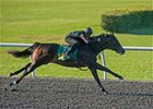 Hip 144, a colt by Strong Mandate, works an eighth-mile in :10 flat during the OBS April under tack show