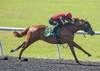 A Kantharos colt consigned as Hip 531 works April 18 at the Ocala Breeders' Sales spring sale