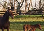 Leslie's Lady with her American Pharoah filly