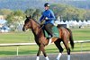 Quip out for morning training at Oaklawn Park