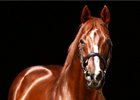Giant's Causeway at Ashford Stud near Lexington
