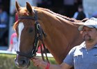 Irish-bred Off Limits schools in the paddock at Keeneland