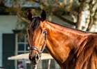 Caledonia Road will return to grade 1 company in the June 6 Acorn Stakes at Belmont Park