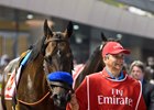 Mubtaahij prior to the 2018 Dubai World Cup at Meydan Racecourse