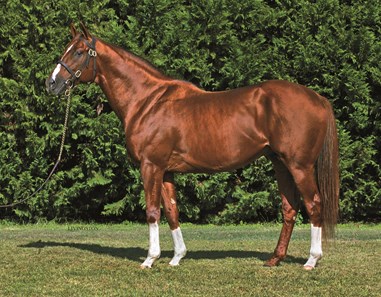 IMAGINING at Heritage Stallions in Chesapeake City, MD. For the farm’s advertising use only. NO OTHER USES GIVEN OR IMPLIED.