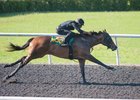 Hip 636, a Shanghai Bobby filly, ran the fastest eighth-mile during the OBS April under tack show