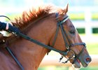 Hofburg exits a seventh-place finish in the May 5 Kentucky Derby at Churchill Downs