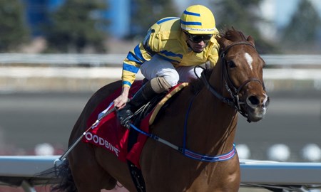 Jockey Rafael Hernandez guides Pink Lloyd to his 9th straight Stakes victory in the 2018 Jacques Cartier Stakes