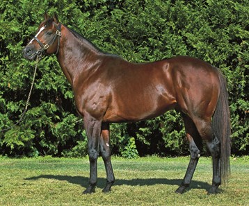 For advertising use of farm/stallion only. NOT FOR EDITORIAL USE.