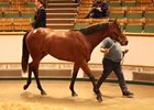 A Scat Daddy colt consigned as Lot 163 brings the top price on the final day of the Tattersalls Craven breeze-up sale