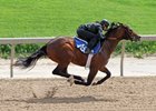 Hip 565 works an eighth-mile in :10 1/5 at the Fasig-Tipton Midlantic sale