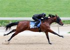 Tangled Union works in :10 flat at the Fasig-Tipton Midlantic sale