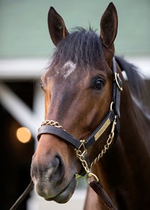 Bravazo in the morning at Churchill Downs on 5/3/18.