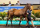 Lot 334 sold for AU$750,000 during the second session of the Magic Millions Gold Coast National Weanling sale