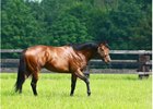 Charm Spirit at Haras de Bonneval