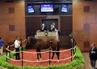 A Maclean's Music colt brings $300,000 from agent Steve Young at the Fasig-Tipton Midlantic sale