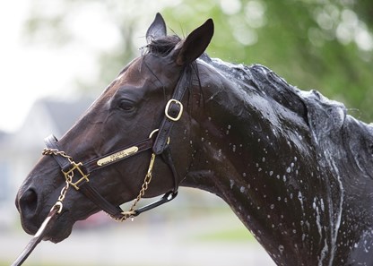 Enticed in the morning at Churchill Downs on 5/3/18.