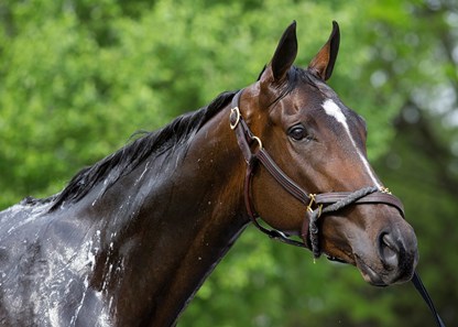 Rushing Fall getting a bath in the morning at Churchill Downs on 5/3/18.