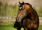 Pathfork at Highlands Stud in South Africa