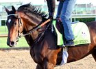 Blended Citizen on the track at Churchill Downs