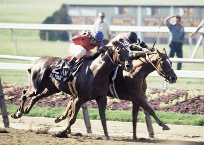 Affirmed winning the 1978 Belmont Stakes.