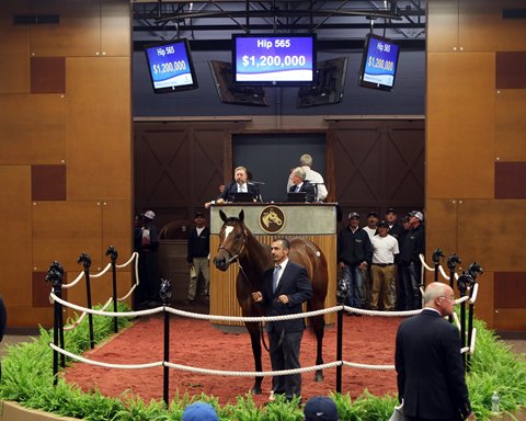 Hip 565, 2018 Fasig-Tipton Midlantic 2 Y-O-in Training Sale