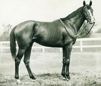 Overall, Gallant Fox ran 17 times with 11 wins, 3 seconds, 2 thirds, and earnings of $328,165.