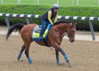 Hoppertunity gallops under Dana Barnes June 7 at Belmont Park